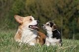 CORGI PEMBROKE 1005